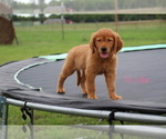 Small Photo #8 Golden Retriever Puppy For Sale in KEMP, TX, USA