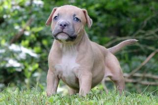 American Bully Puppy for sale in STEWARTSTOWN, PA, USA