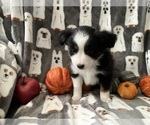 Puppy Kit Kat Miniature Australian Shepherd