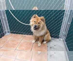 Chow Chow Dogs for adoption in Downey, CA, USA