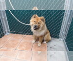 Small Chow Chow
