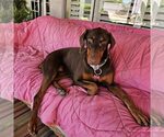 Small #22 Doberman Pinscher