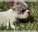 Puppy Shady girl French Bulldog