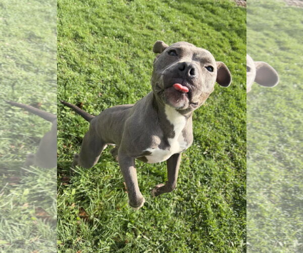 Medium Photo #4 Mutt Puppy For Sale in Jefferson, WI, USA