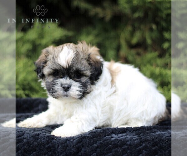 Medium Photo #1 Zuchon Puppy For Sale in KINZERS, PA, USA