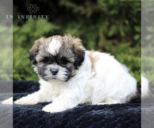 Zuchon Puppy for sale in KINZERS, PA, USA