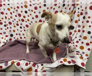 Chihuahua Dogs for adoption in Modesto, CA, USA