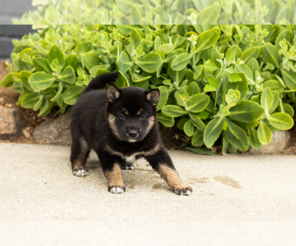 Medium Photo #3 Shiba Inu Puppy For Sale in MILLERSBURG, IN, USA