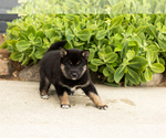 Small Photo #18 Shiba Inu Puppy For Sale in MILLERSBURG, IN, USA