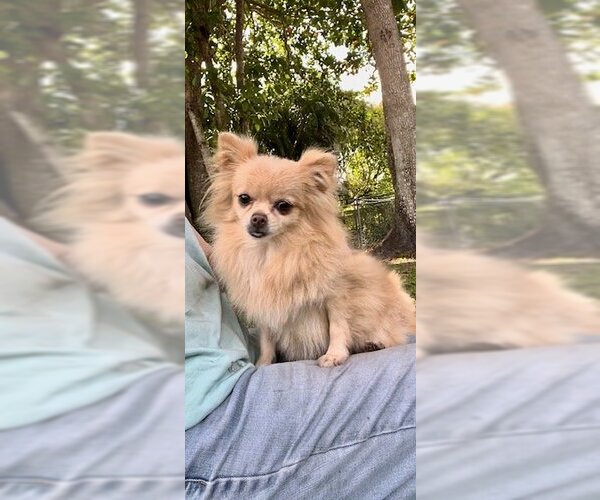 Medium Photo #10 Shiranian Puppy For Sale in Weston, FL, USA