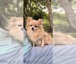 Small Photo #10 Shiranian Puppy For Sale in Weston, FL, USA