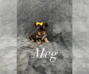 Medium Yorkshire Terrier