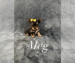 Puppy Meg Yorkshire Terrier
