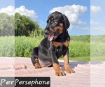 Small Photo #3 Doberman Pinscher Puppy For Sale in POMEROY, OH, USA