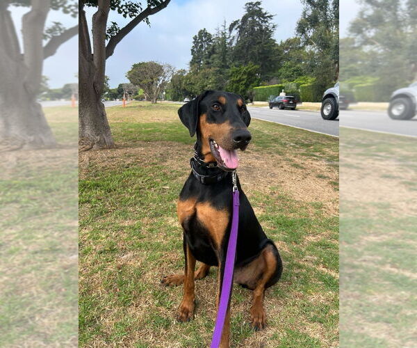 Medium Photo #1 Doberman Pinscher Puppy For Sale in W Hollywood, CA, USA