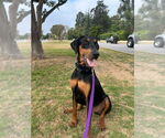 Small Doberman Pinscher