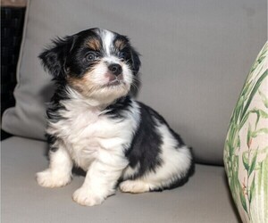 Morkie Puppy for sale in EL CAJON, CA, USA