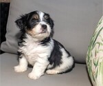Small Morkie