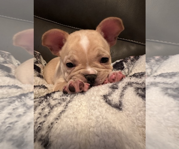 Medium Photo #7 French Bulldog Puppy For Sale in ELKHORN, WI, USA