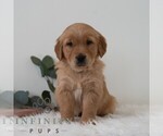 Small #5 Golden Retriever