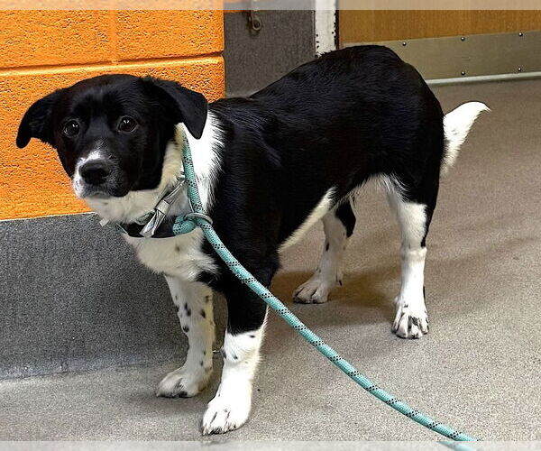 Medium Photo #8 Border Collie-Unknown Mix Puppy For Sale in Greenbelt, MD, USA