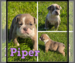 Image preview for Ad Listing. Nickname: Piper