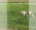 Finley - Male Brittany Puppy for Sale - Photo #12