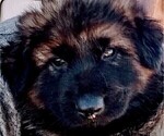 Small Photo #6 King Shepherd Puppy For Sale in GRAND CANYON CAVERNS, AZ, USA