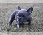 Puppy Pico French Bulldog