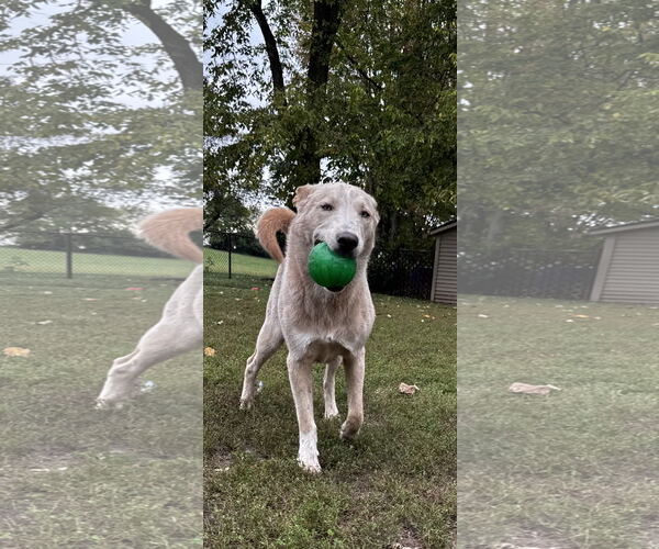 Medium Photo #6 Mutt Puppy For Sale in Kankakee, IL, USA