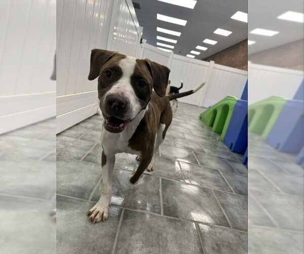 Medium Photo #1 American Staffordshire Terrier-Beagle Mix Puppy For Sale in Winston Salem, NC, USA