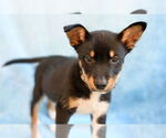 Small #2 Mutt