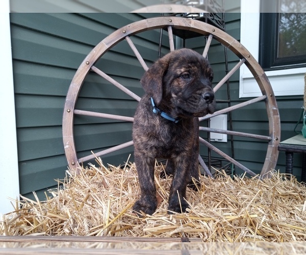 Medium Photo #2 Rotticorso Puppy For Sale in REEVESVILLE, SC, USA
