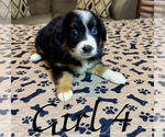Small #12 Australian Shepherd