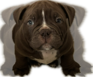 Medium Bulldog