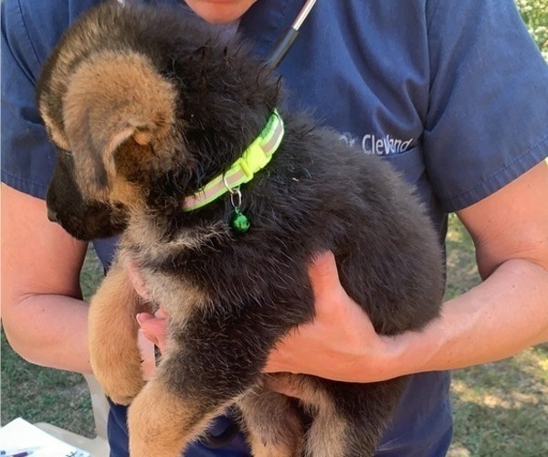 Medium Photo #3 German Shepherd Dog Puppy For Sale in HEDGESVILLE, WV, USA