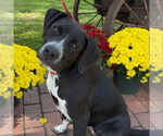 Small #6 Labrador Retriever Mix