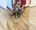 Small #7 Basenji Mix