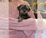 Small Photo #32 Yorkshire Terrier Puppy For Sale in RHOADESVILLE, VA, USA