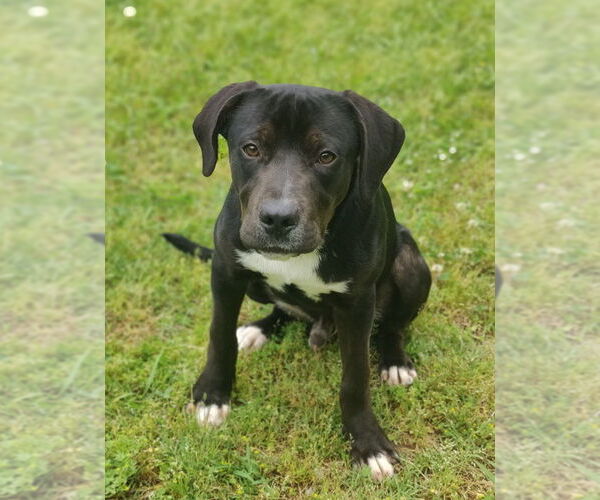 Medium Photo #8 Catahoula Leopard Dog-Staffordshire Bull Terrier Mix Puppy For Sale in Talladega, AL, USA