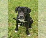 Small #7 Catahoula Leopard Dog-Staffordshire Bull Terrier Mix