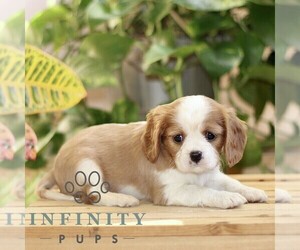 Cavalier King Charles Spaniel Puppy for sale in QUARRYVILLE, PA, USA