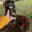 Small Photo #7 Havanese Puppy For Sale in HOUSTON, TX, USA