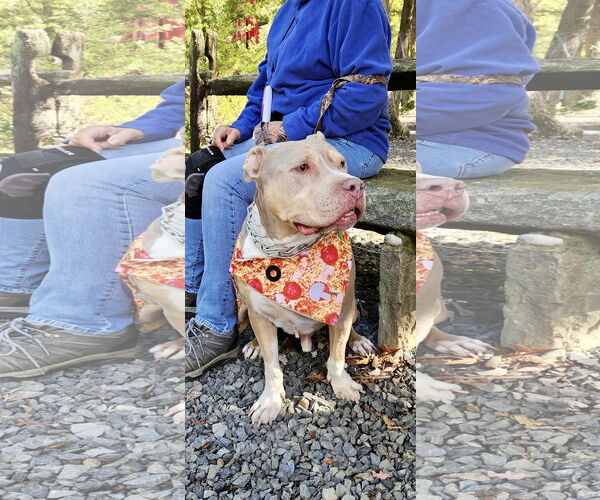 Medium Photo #40 Staffordshire Bull Terrier-Unknown Mix Puppy For Sale in Mount Laurel, NJ, USA