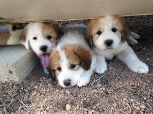 great bernese puppies