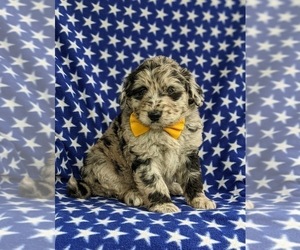 Aussiedoodle Puppy for sale in OXFORD, PA, USA