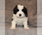 Small #24 Saint Bernard