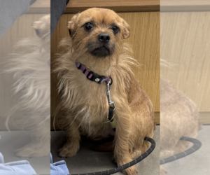 Rufus - Male Border Terrier-Unknown Mix Dog for Adoption - Photo #3