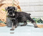 Puppy Glenda Schnauzer (Miniature)