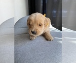 Small Photo #16 Golden Retriever Puppy For Sale in LAS VEGAS, NV, USA